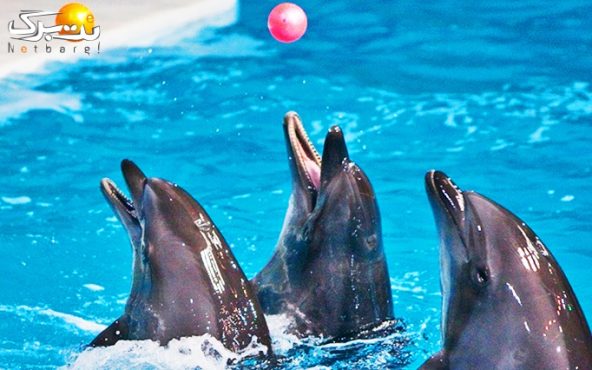 دلفیناریوم برج میلاد